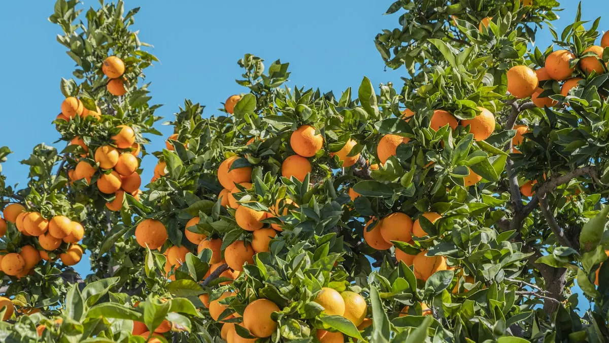 Orangenbaum mit reifen Früchten in natürlichem Sonnenlicht